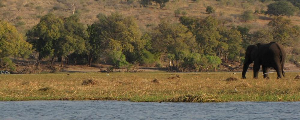 Speedboat Safari through Chobe National Park